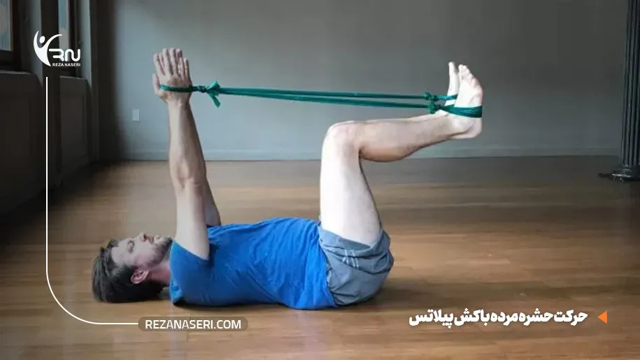 حرکت حشره مرده با کش پیلاتس